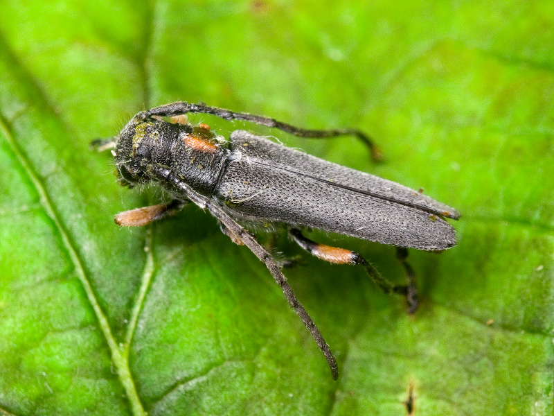 Phytoecia pustulata (Schrank, 1776)